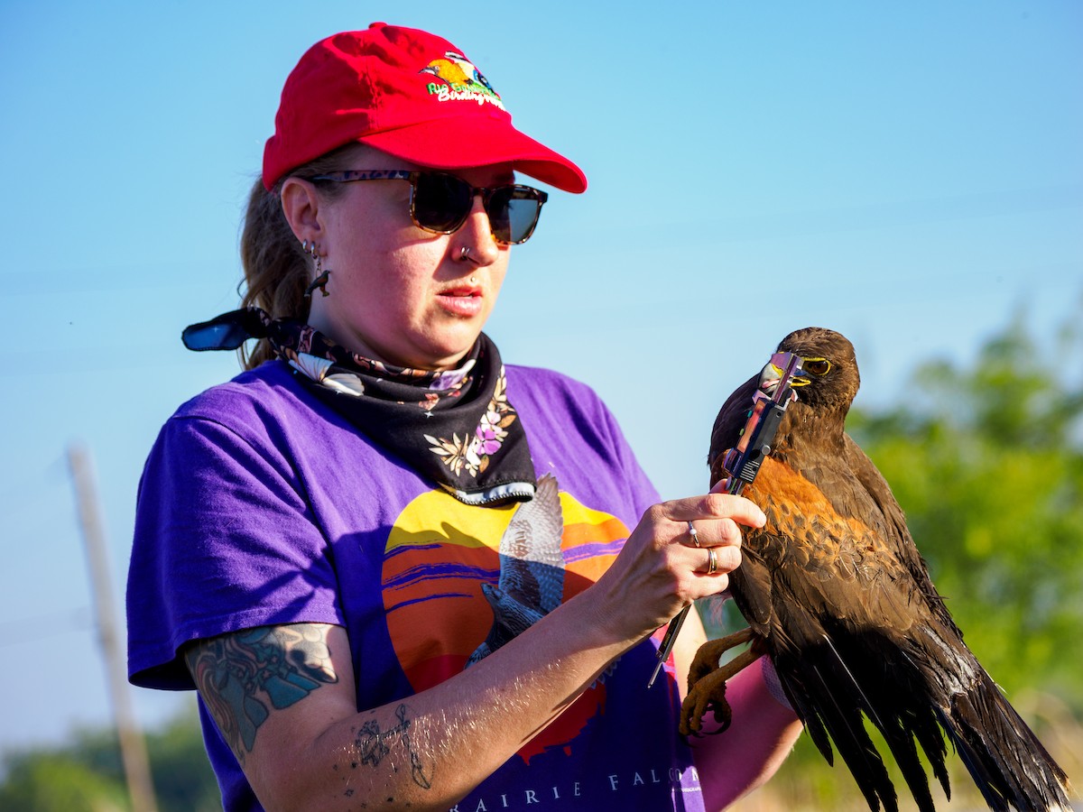 Harris's Hawk - ML645432688