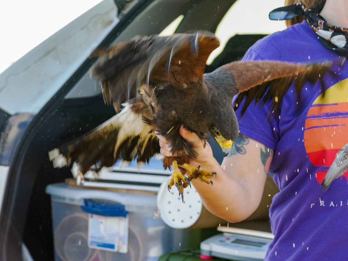 Harris's Hawk - ML645432689