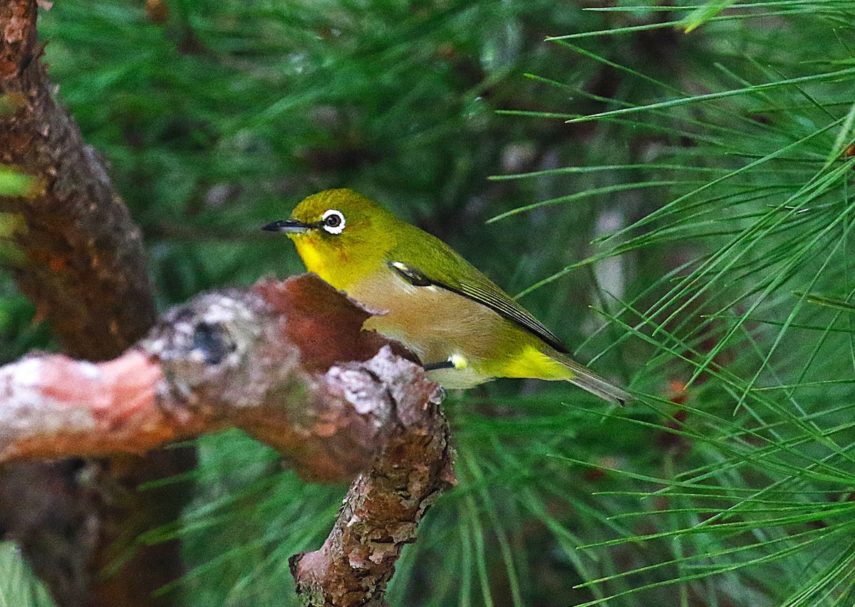 Warbling White-eye - ML645432690
