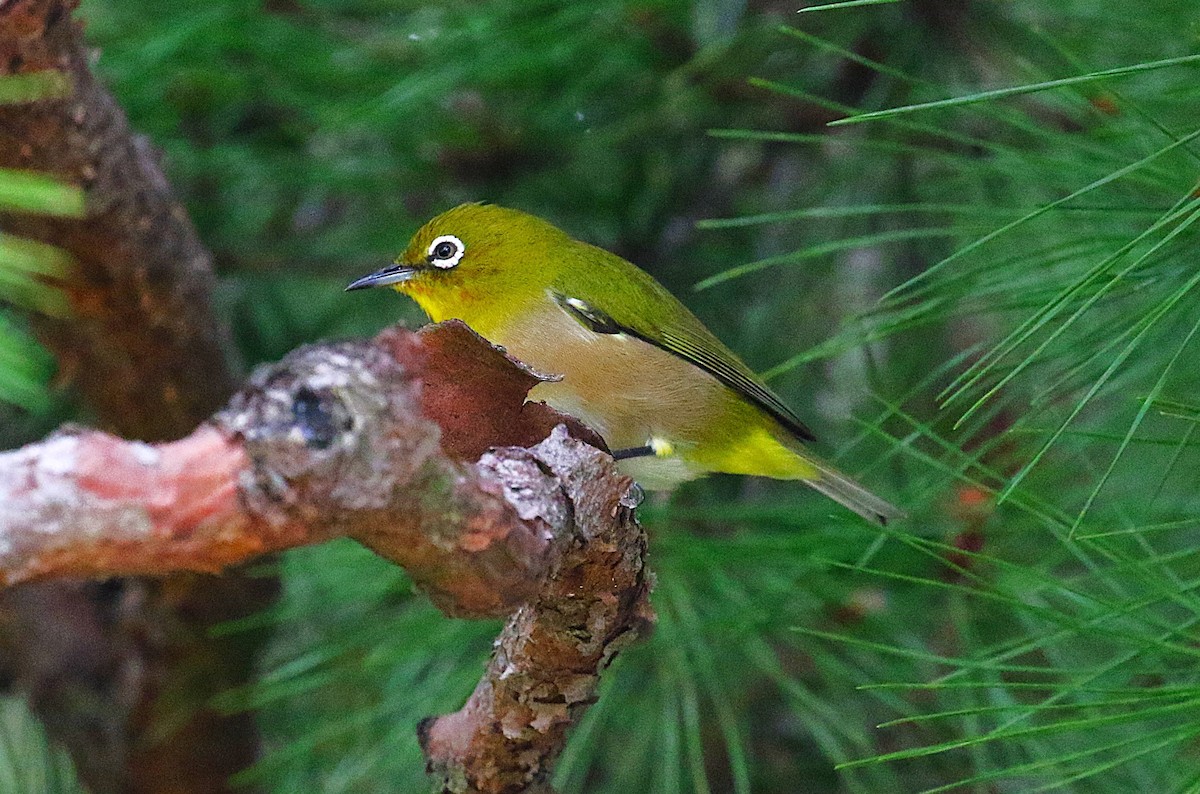 Warbling White-eye - ML645432691