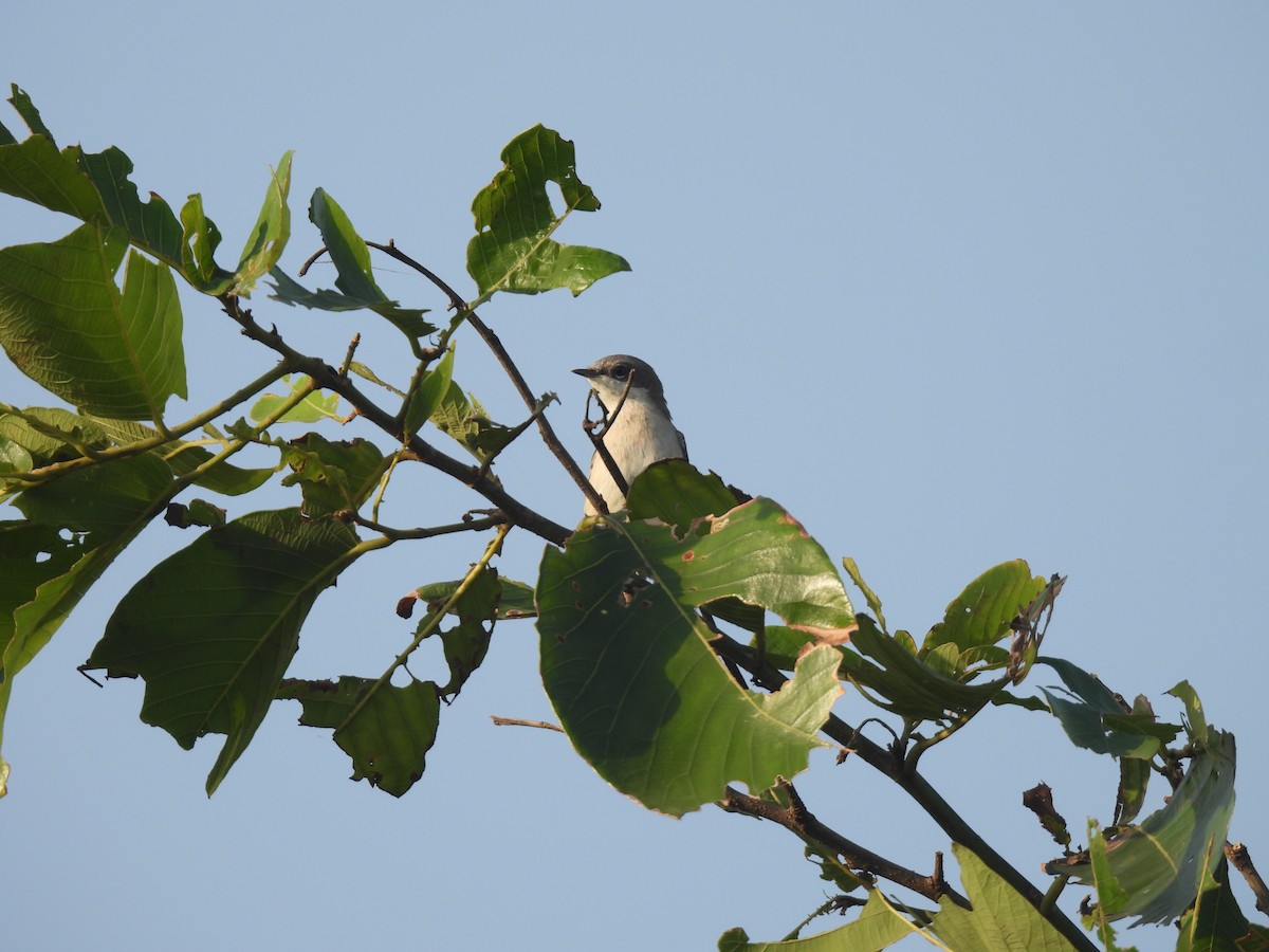 Lesser Whitethroat - ML645432693