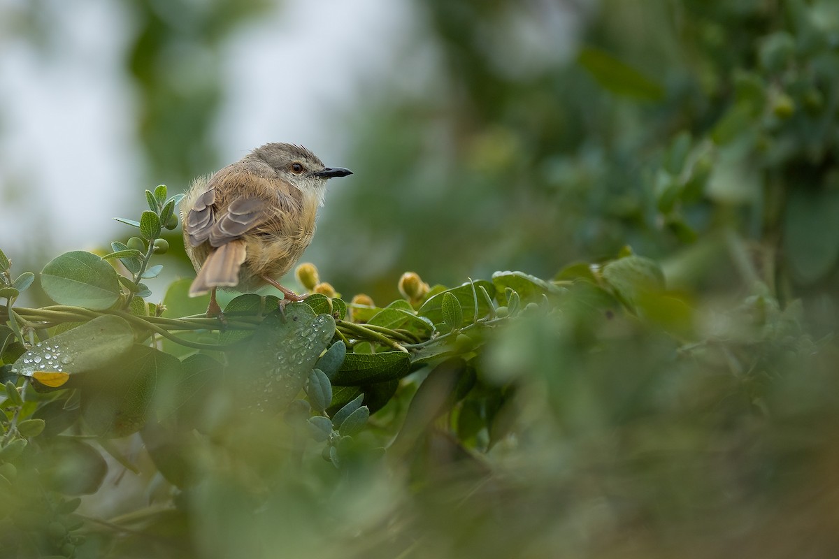 Tawny-flanked Prinia - ML645432696