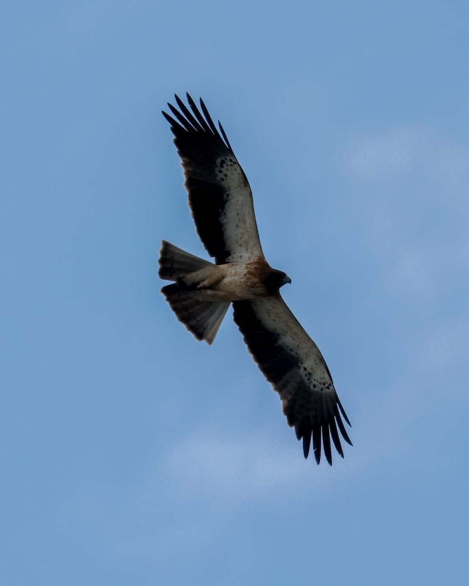 Booted Eagle - ML645432697