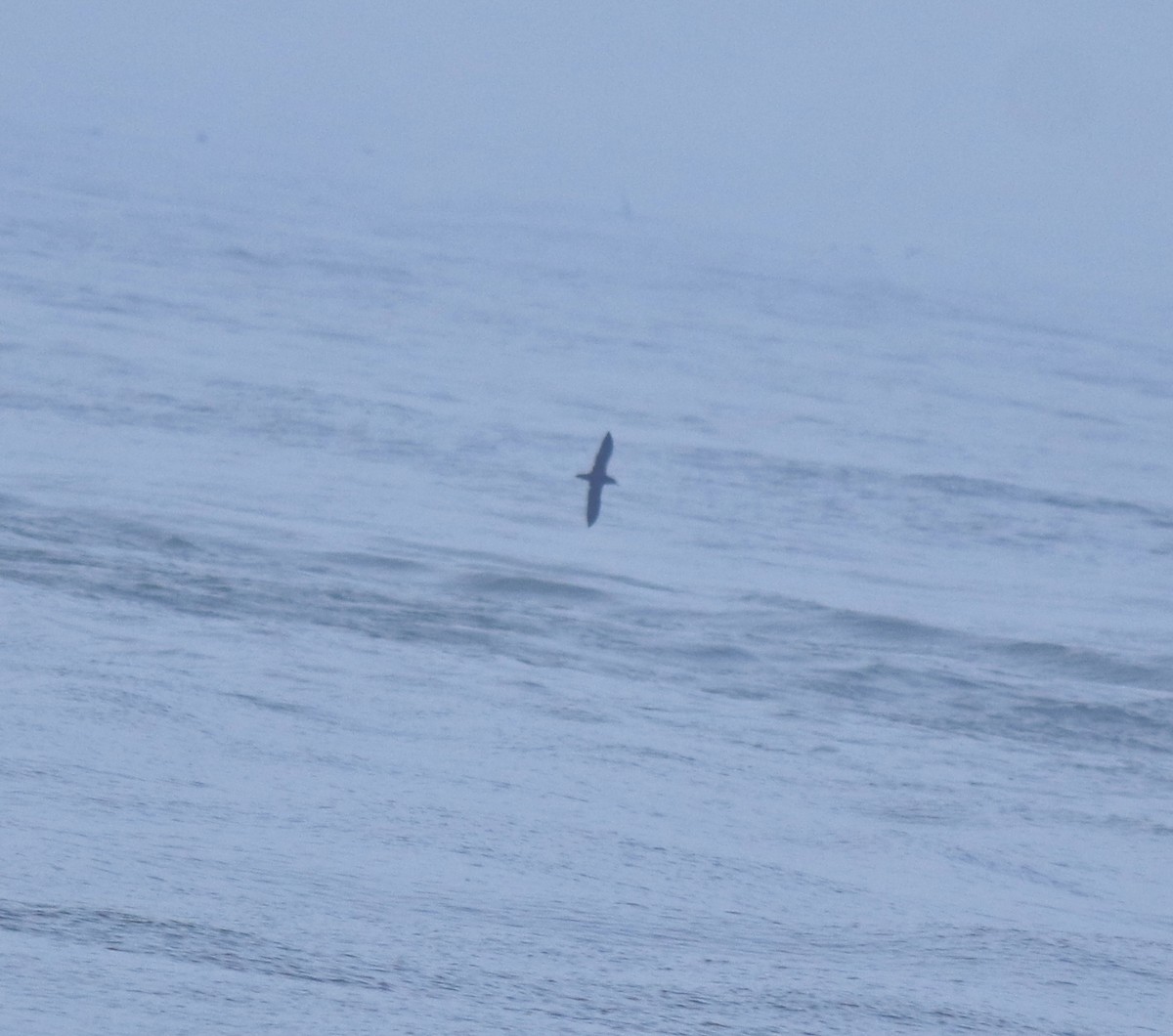 Flesh-footed Shearwater - ML645432698