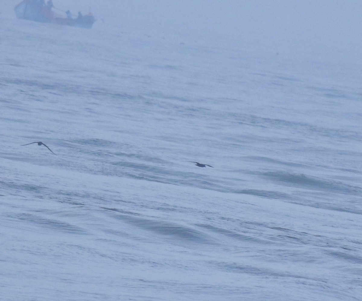 Flesh-footed Shearwater - ML645432699