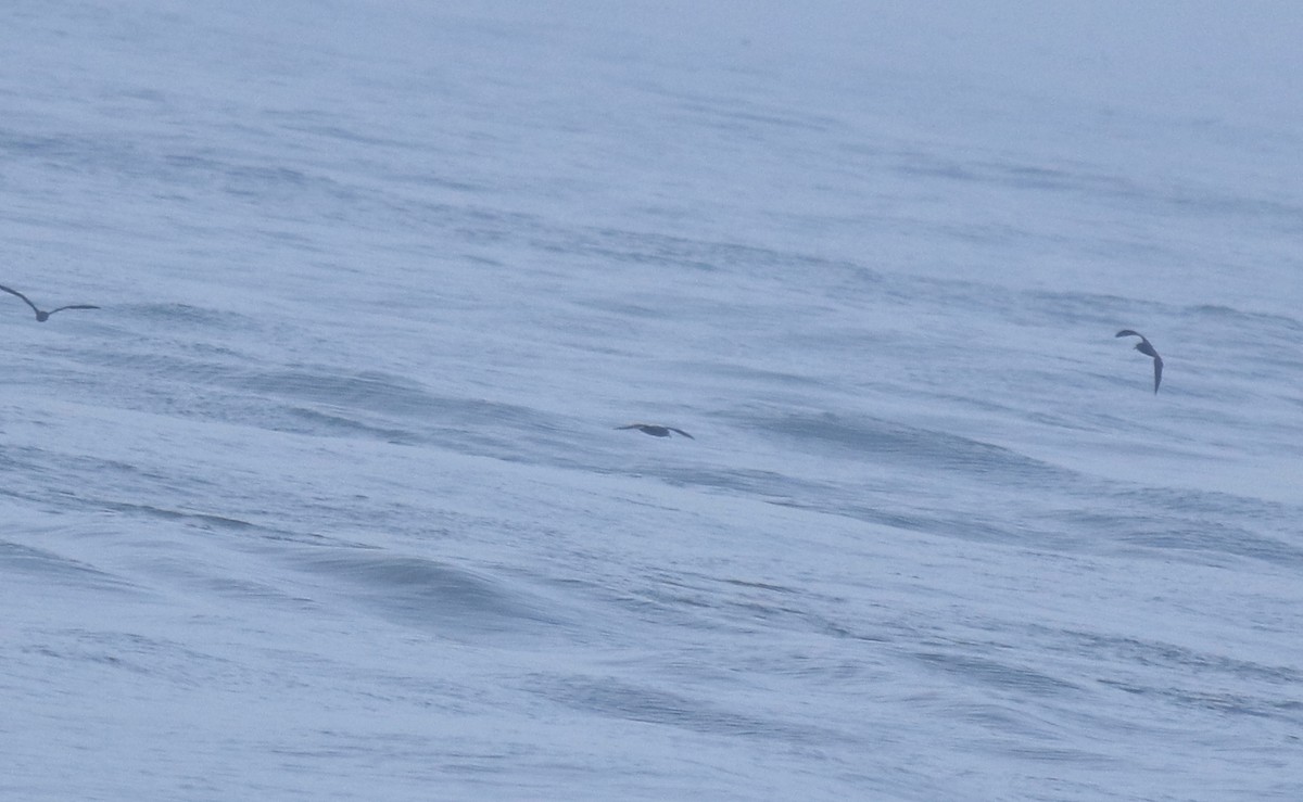 Flesh-footed Shearwater - ML645432700