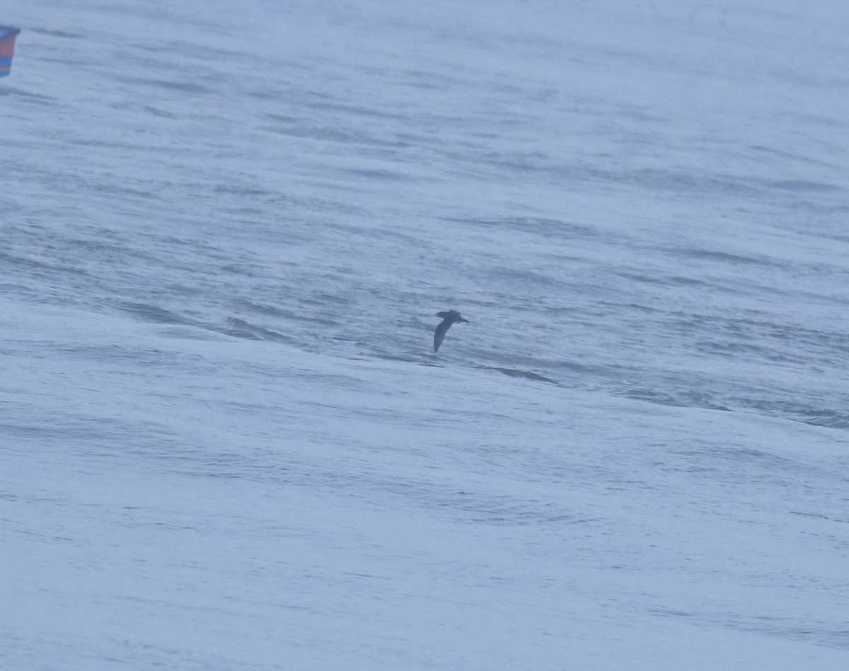 Flesh-footed Shearwater - ML645432701