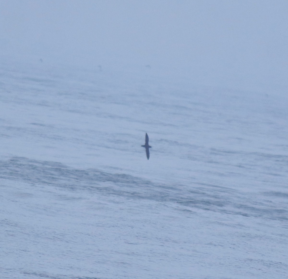 Flesh-footed Shearwater - ML645432702