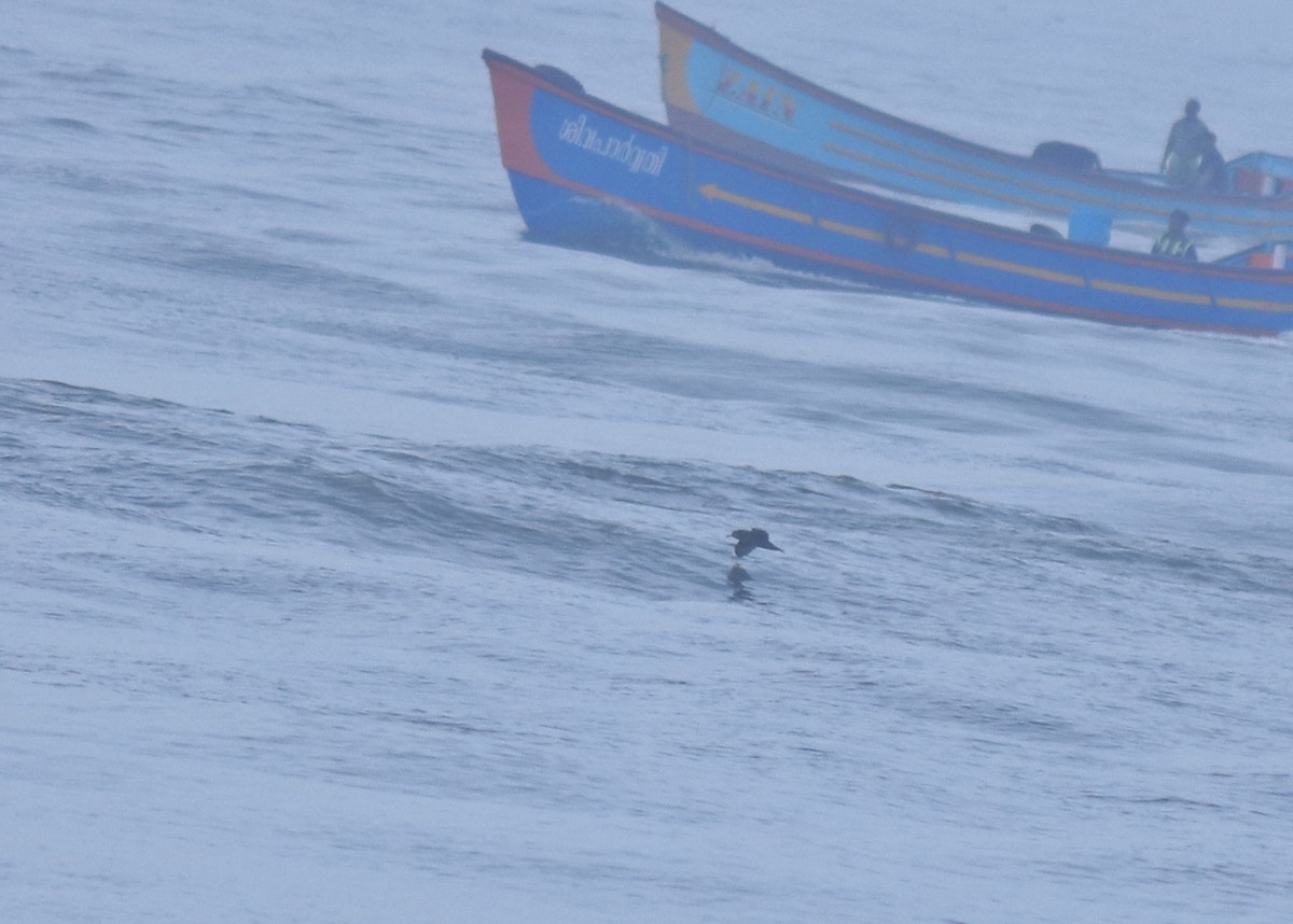 Flesh-footed Shearwater - ML645432703