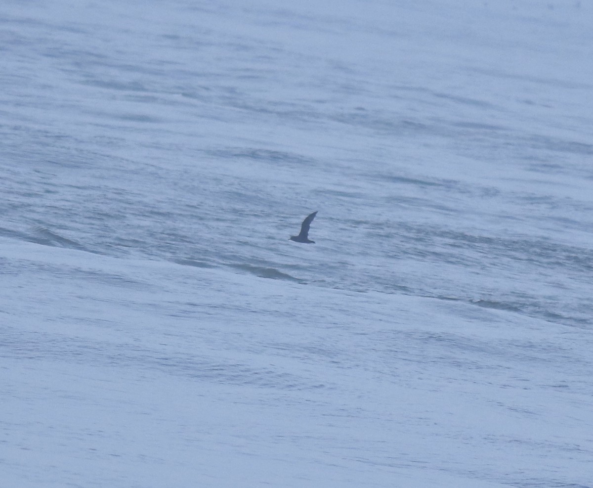 Flesh-footed Shearwater - ML645432704