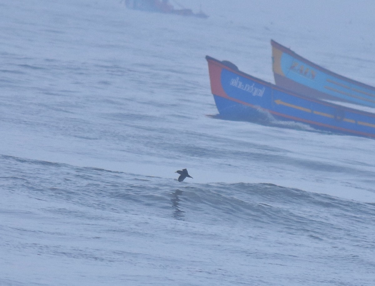 Flesh-footed Shearwater - ML645432705