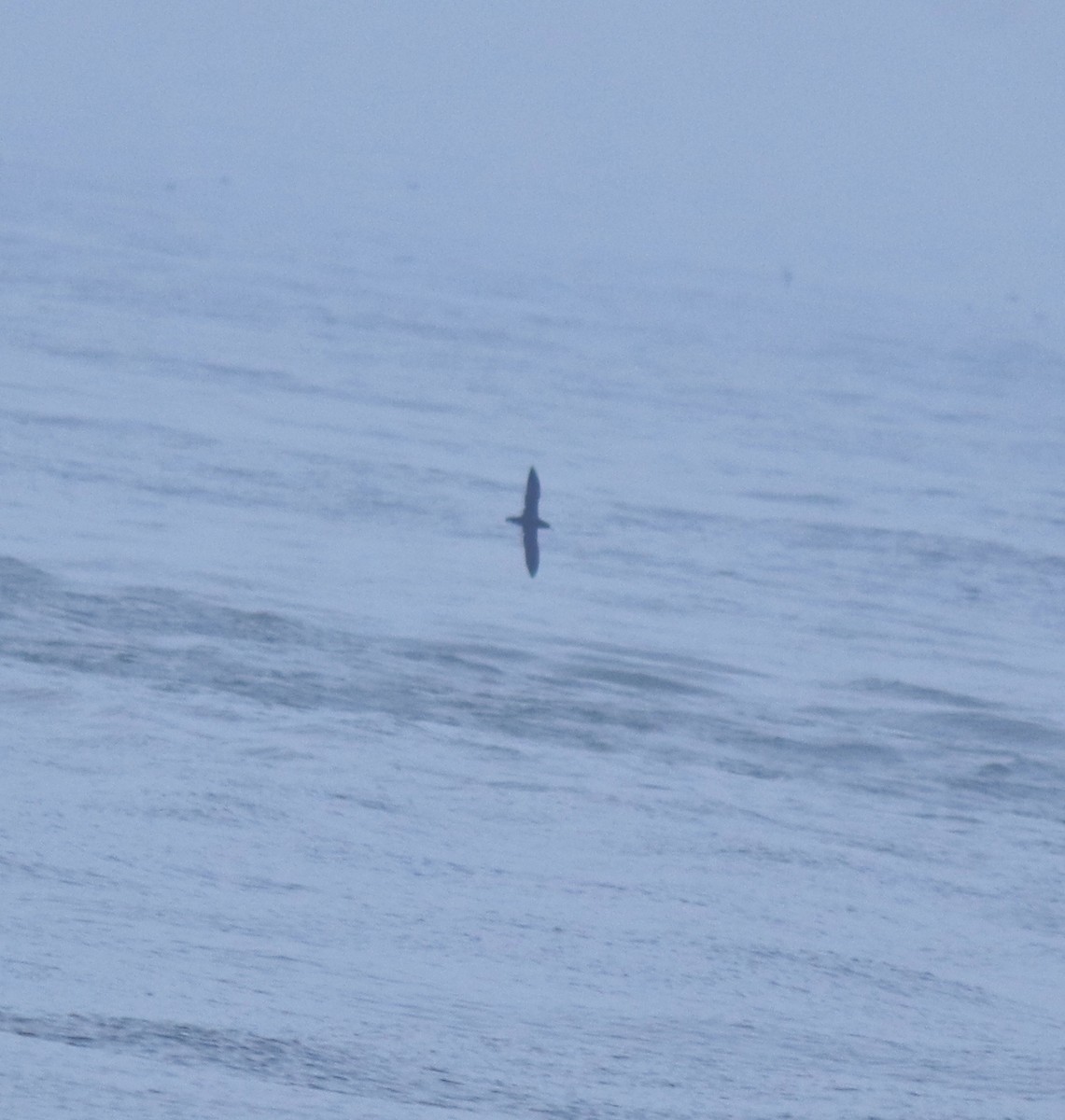 Flesh-footed Shearwater - ML645432706