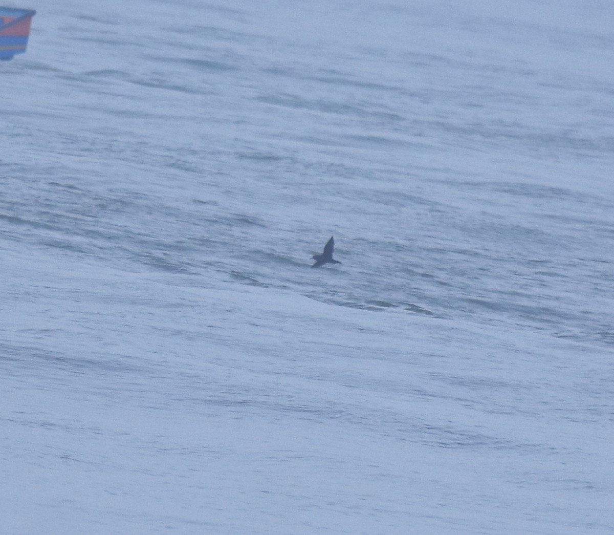 Flesh-footed Shearwater - ML645432707