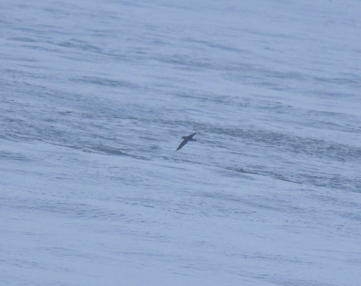 Flesh-footed Shearwater - ML645432708