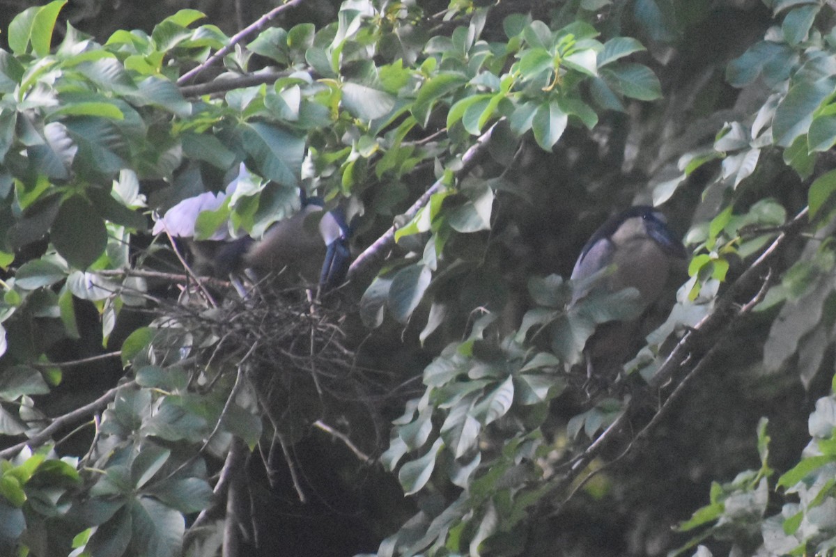 Boat-billed Heron - ML645432709