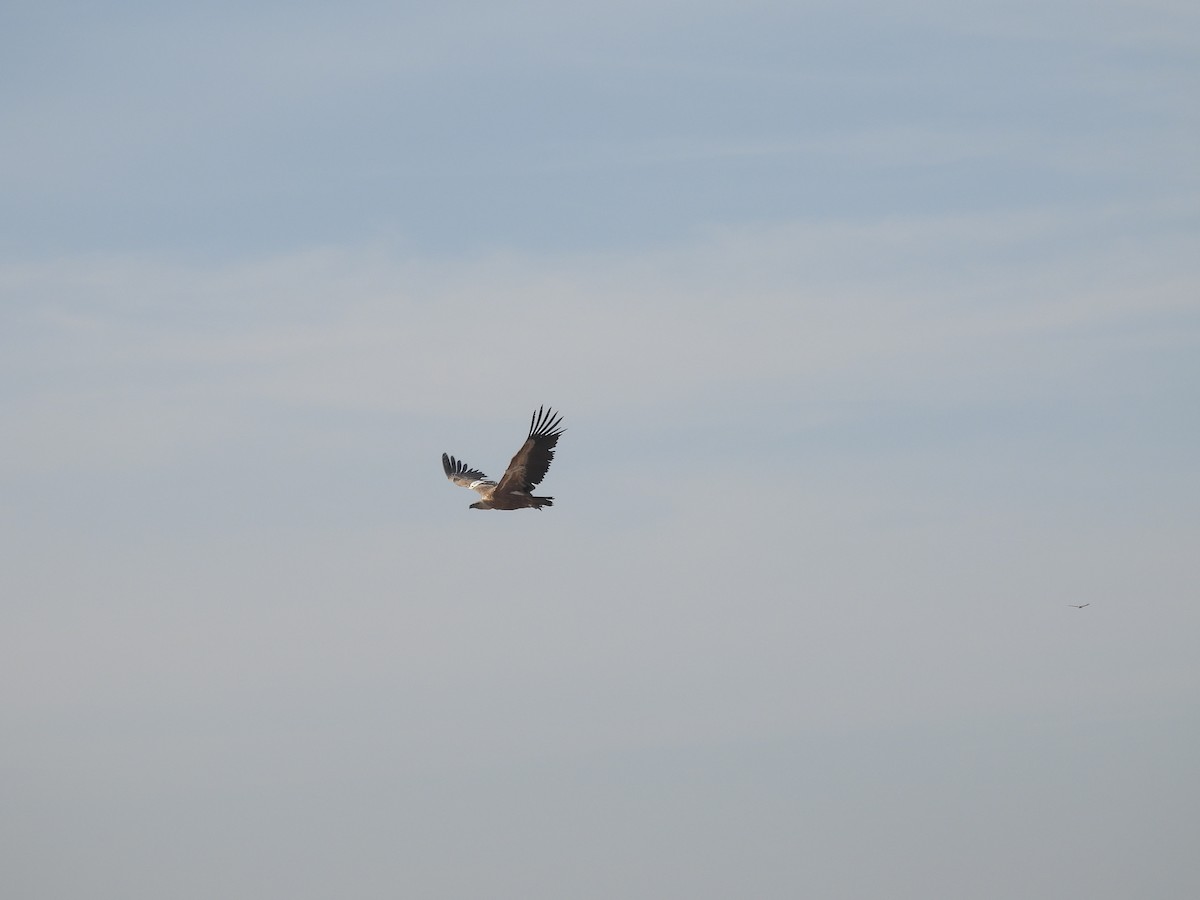 Eurasian Griffon - ML645432710