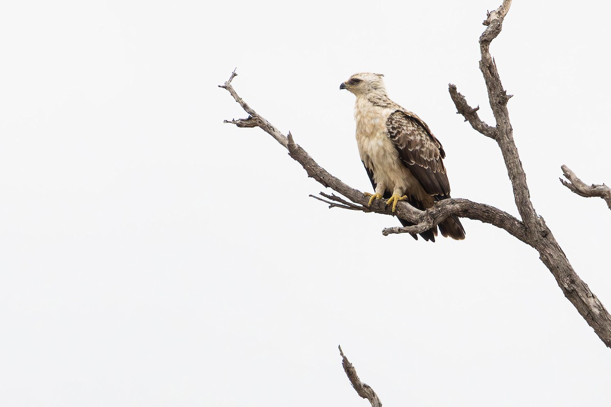 Wahlberg's Eagle - ML645432712