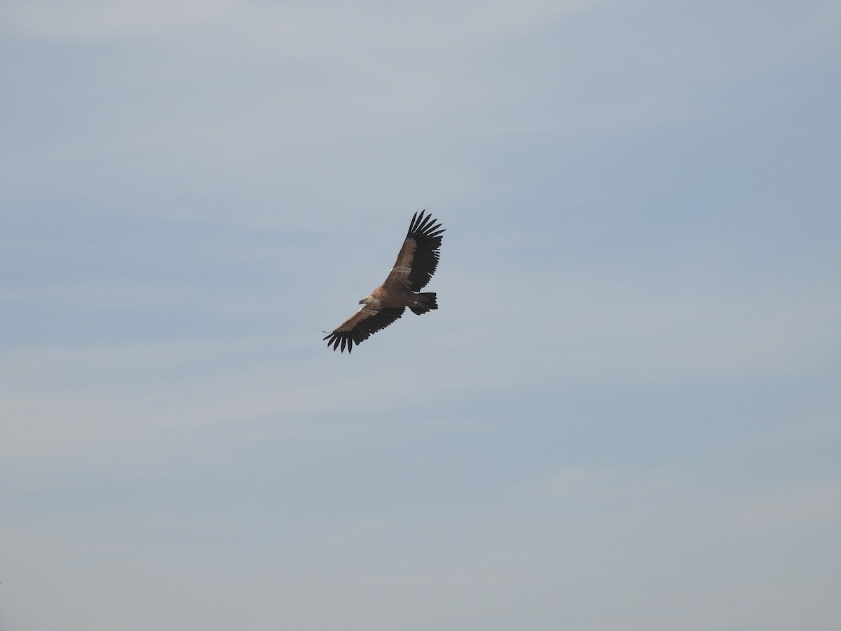 Eurasian Griffon - ML645432713