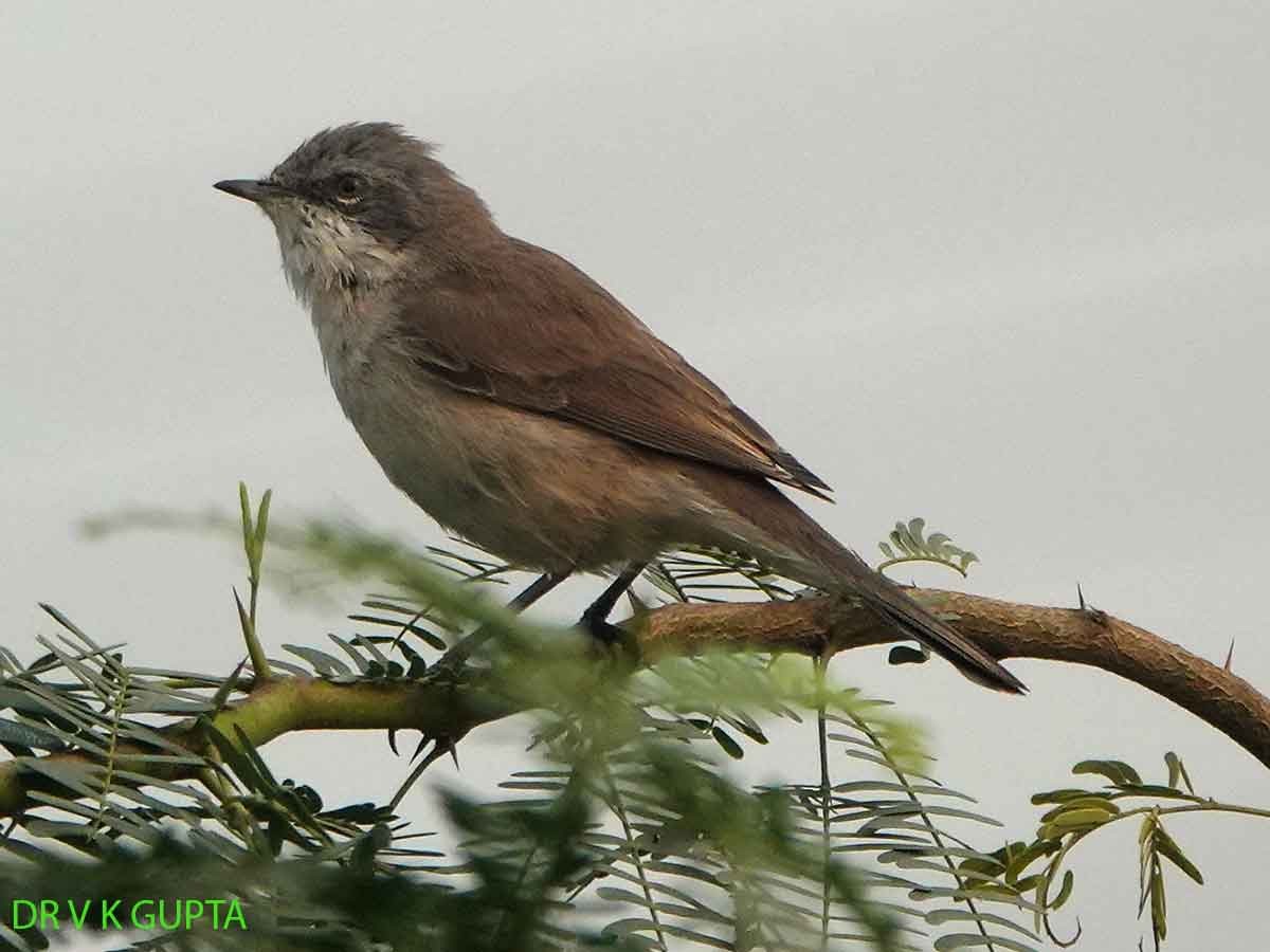 Lesser Whitethroat - ML645432714
