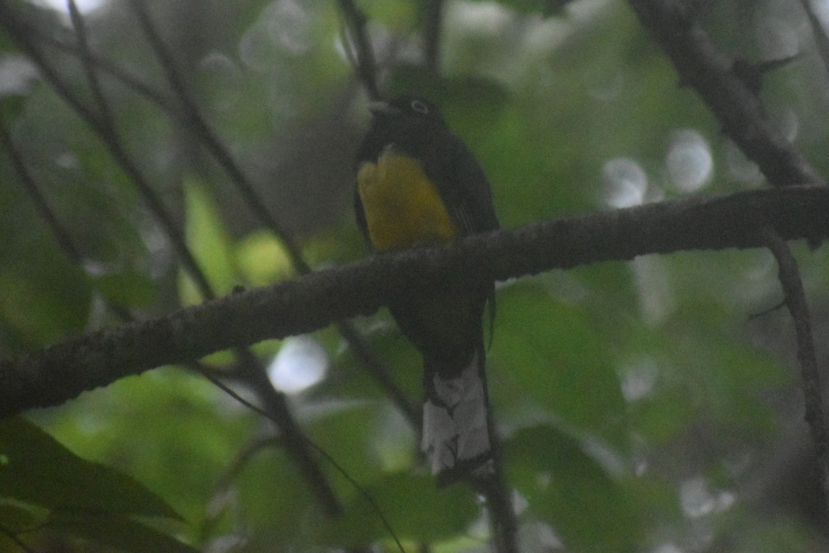 Black-headed Trogon - ML645432715
