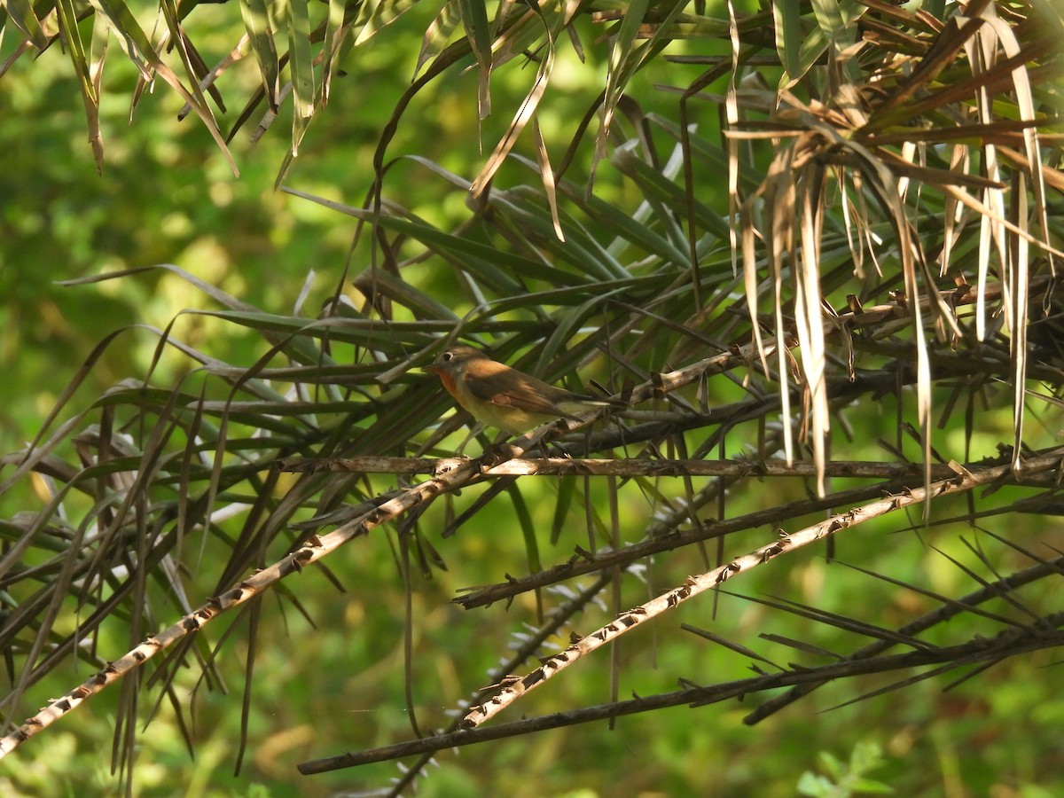 Red-breasted Flycatcher - ML645432719