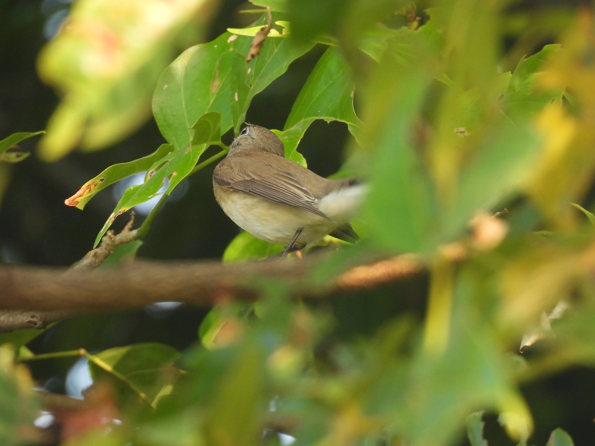 Red-breasted Flycatcher - ML645432720