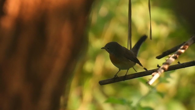 Red-breasted Flycatcher - ML645432721