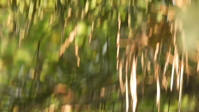 Red-breasted Flycatcher - ML645432722