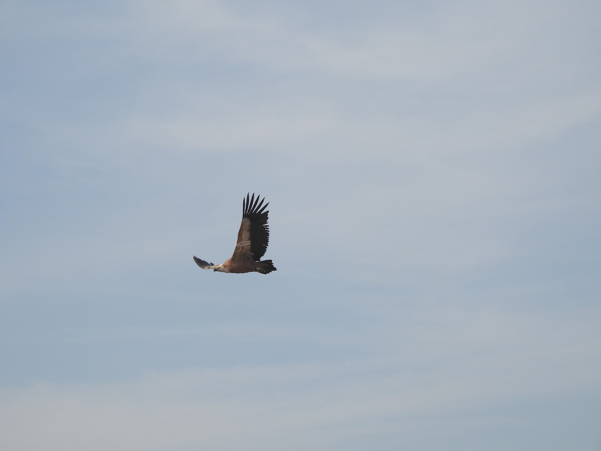 נשר מקראי - ML645432724