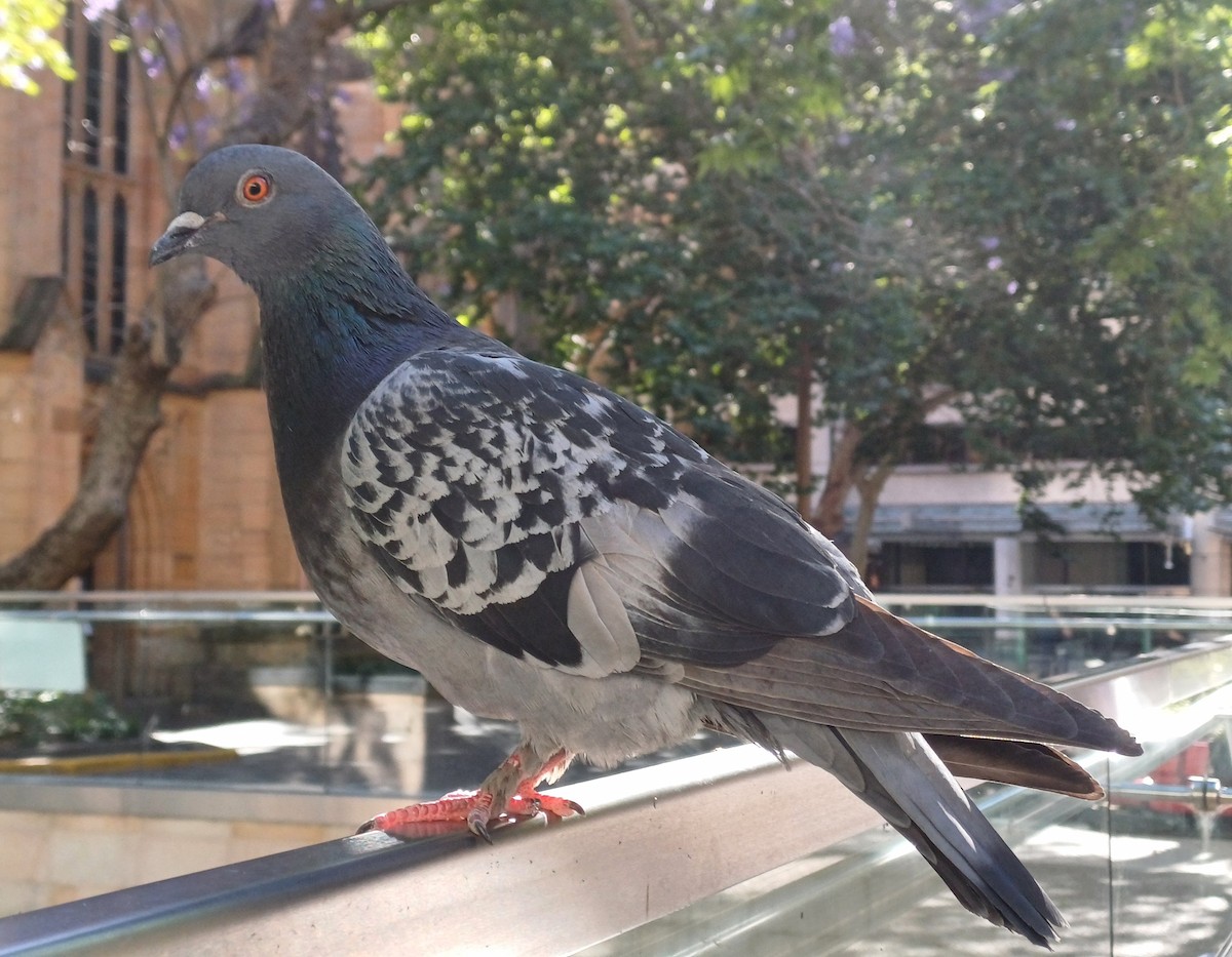 Haitz-usoa (etxekoa) - ML645432727