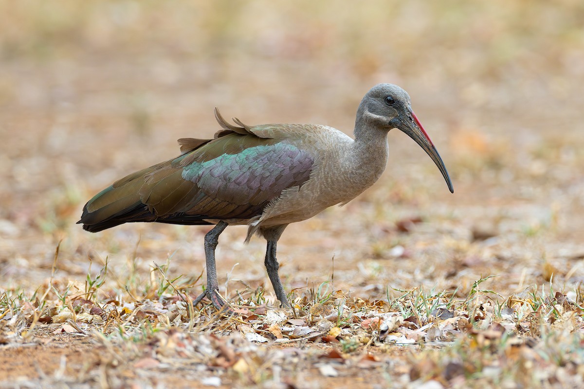 Hadada Ibis - ML645432728