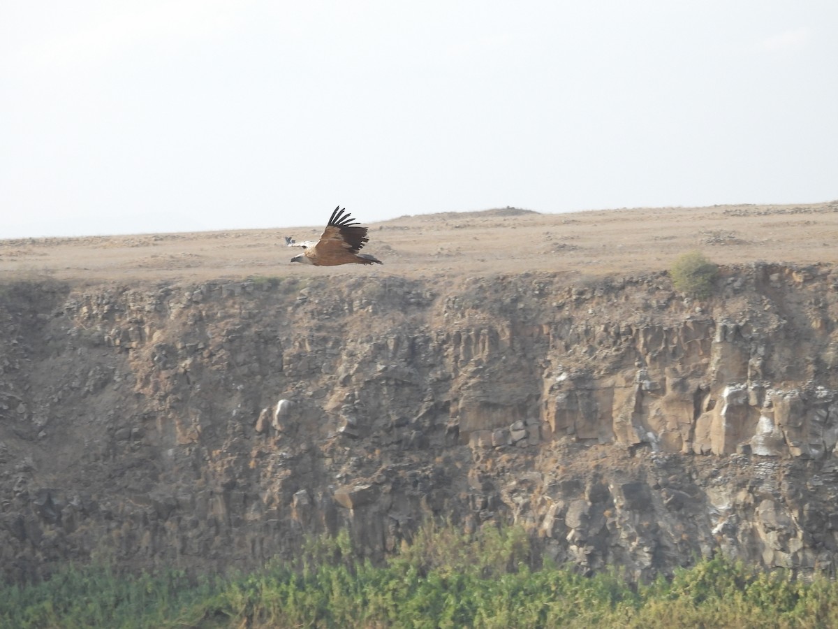 נשר מקראי - ML645432730