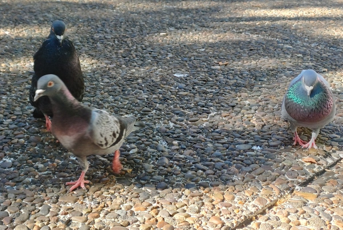 Haitz-usoa (etxekoa) - ML645432733