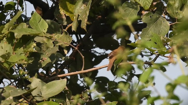 Blyth's Reed Warbler - ML645432735