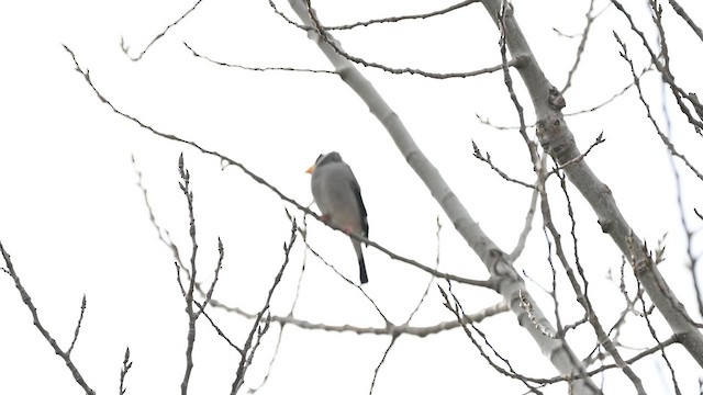 Japanese Grosbeak - ML645432748