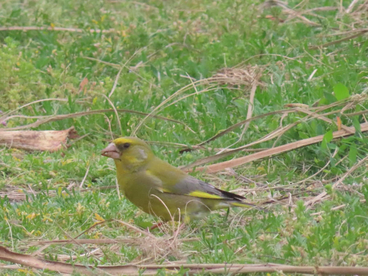 アオカワラヒワ - ML645432766