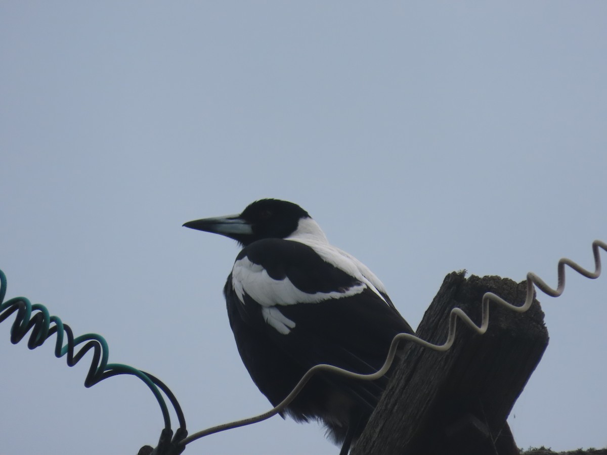 カササギフエガラス - ML645432770