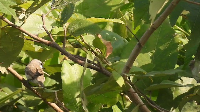 Lesser Whitethroat - ML645432771