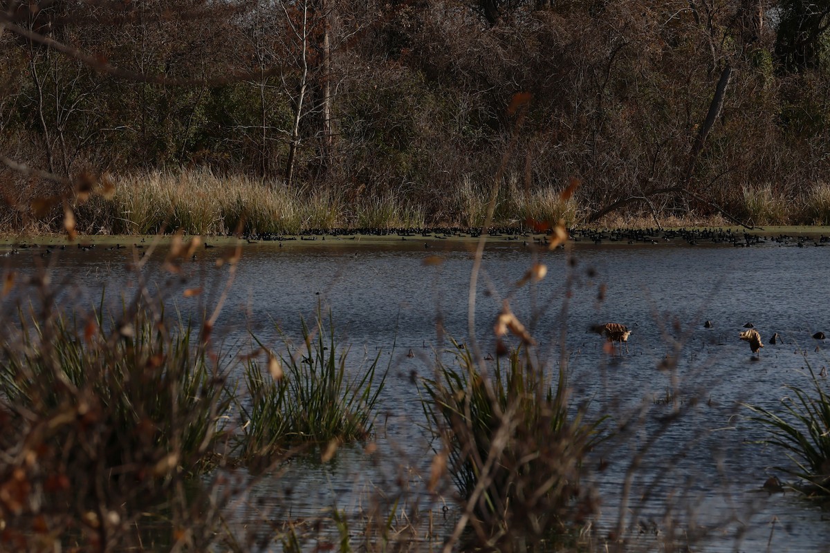 American Coot - ML645432772