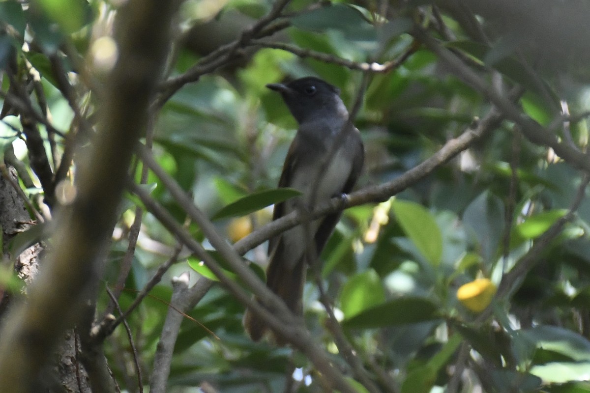 紫綬帶 - ML645432793