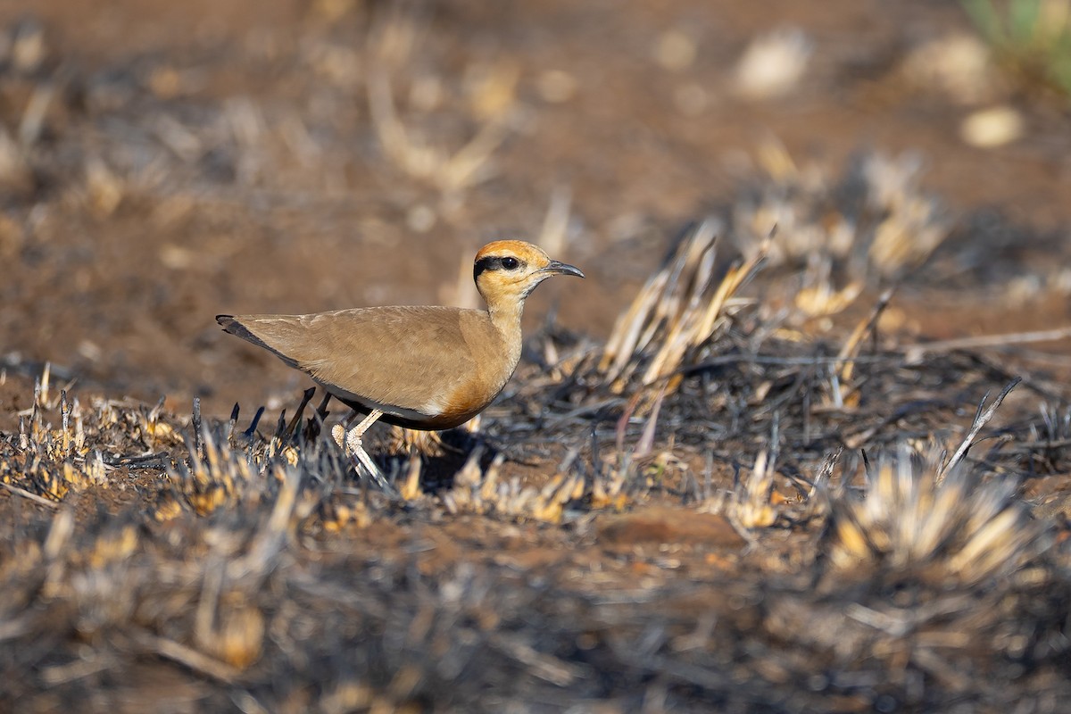 Temminck's Courser - ML645432797