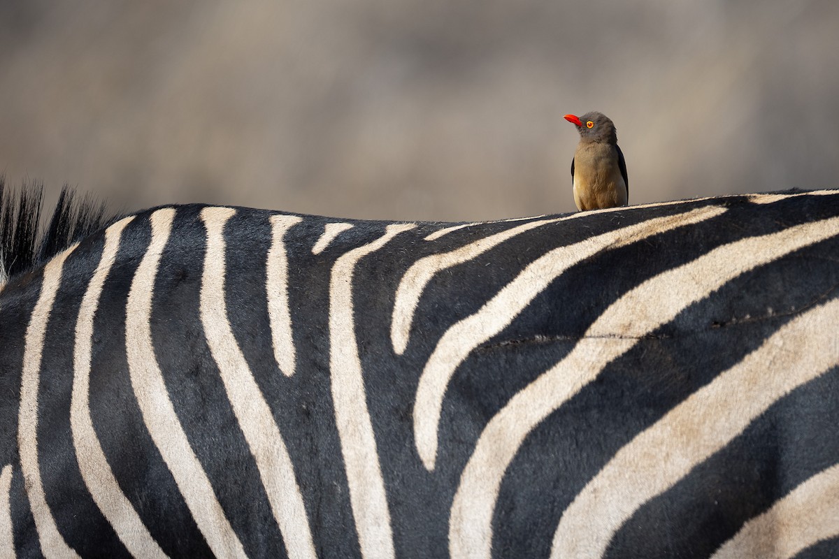 rødnebboksehakker - ML645432799