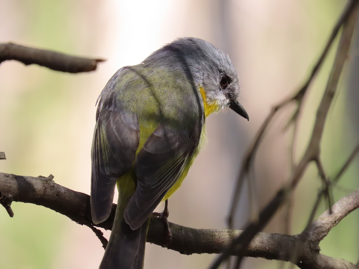 Doğulu Sarı Bülbül - ML645432808