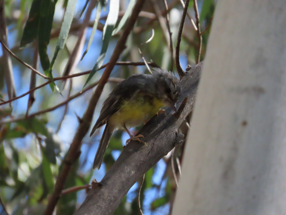 Doğulu Sarı Bülbül - ML645432809