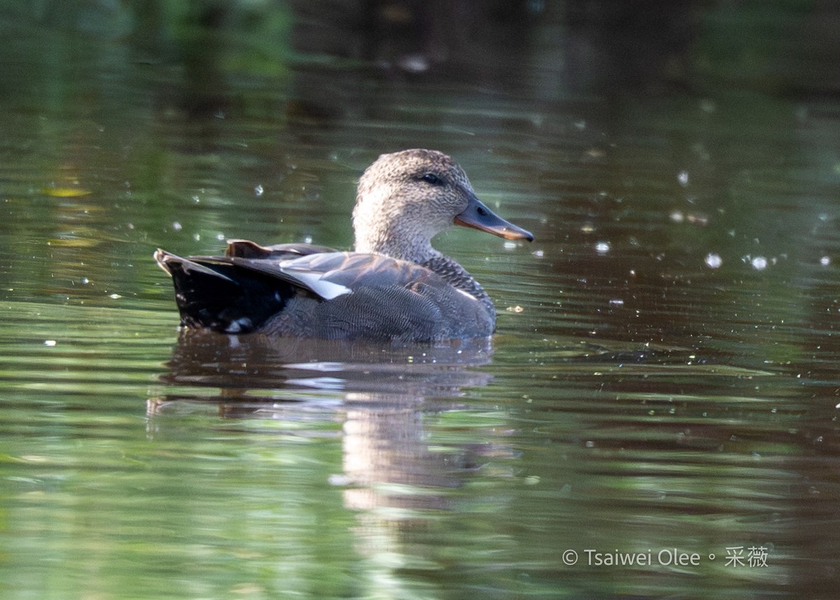 Серая утка - ML645432810