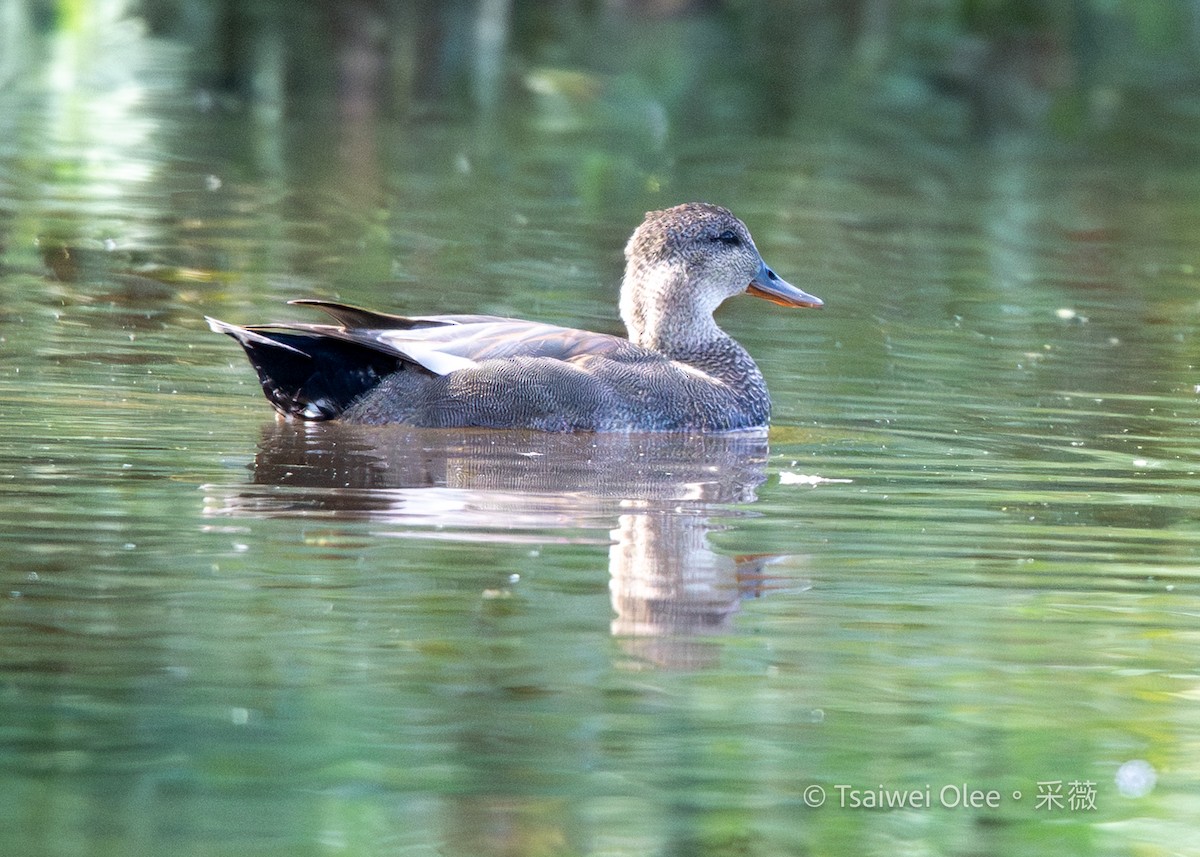 Серая утка - ML645432811