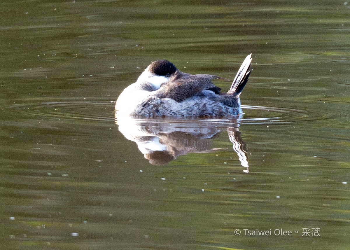 Ruddy Duck - ML645432818