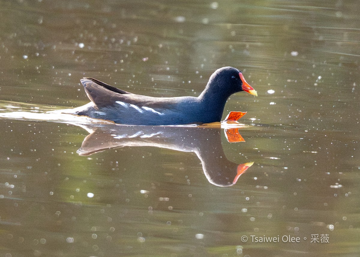 Uroilo amerikarra - ML645432833