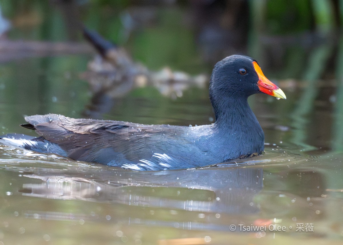 Uroilo amerikarra - ML645432834