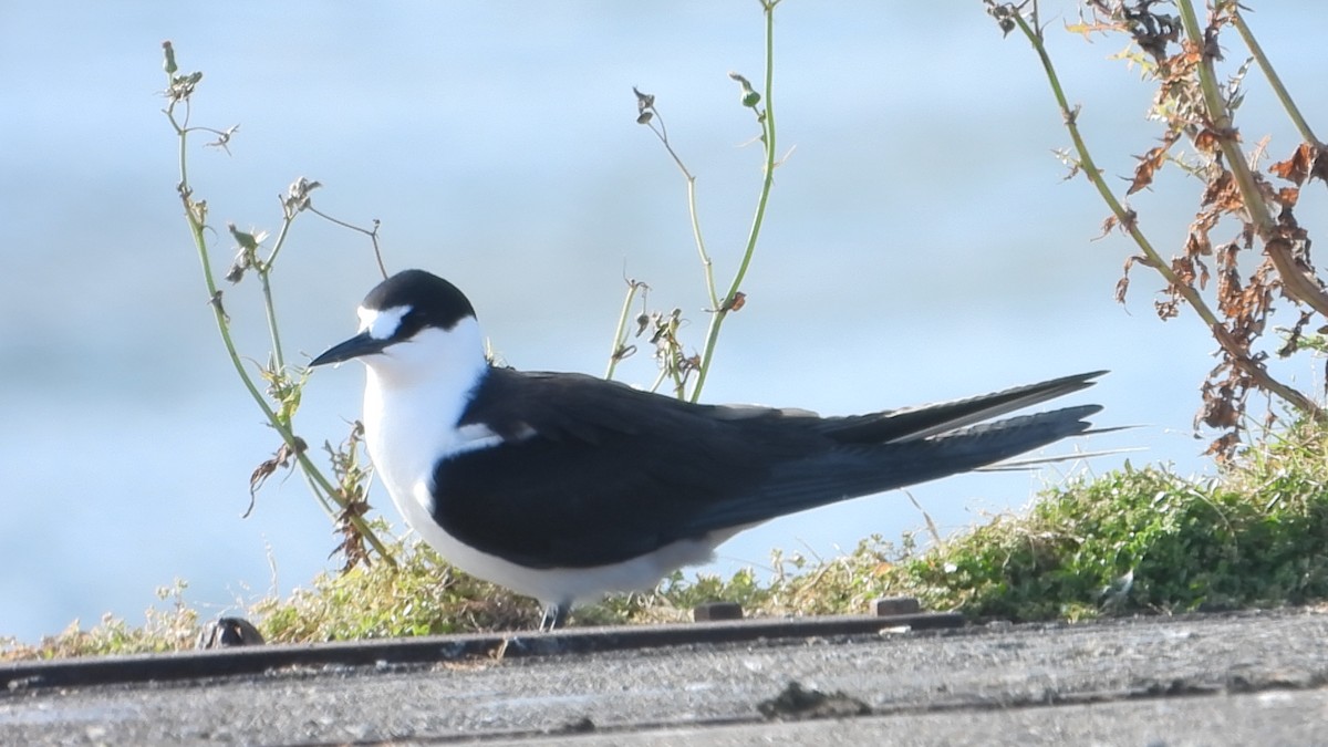 Sooty Tern - ML645432836